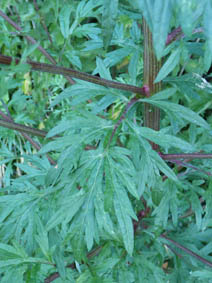 Artemisia vulgaris